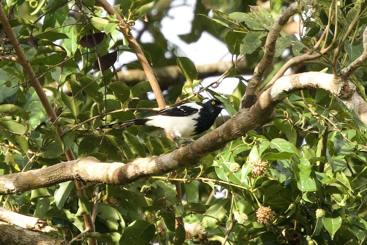Magpie Tanager - ML638822034