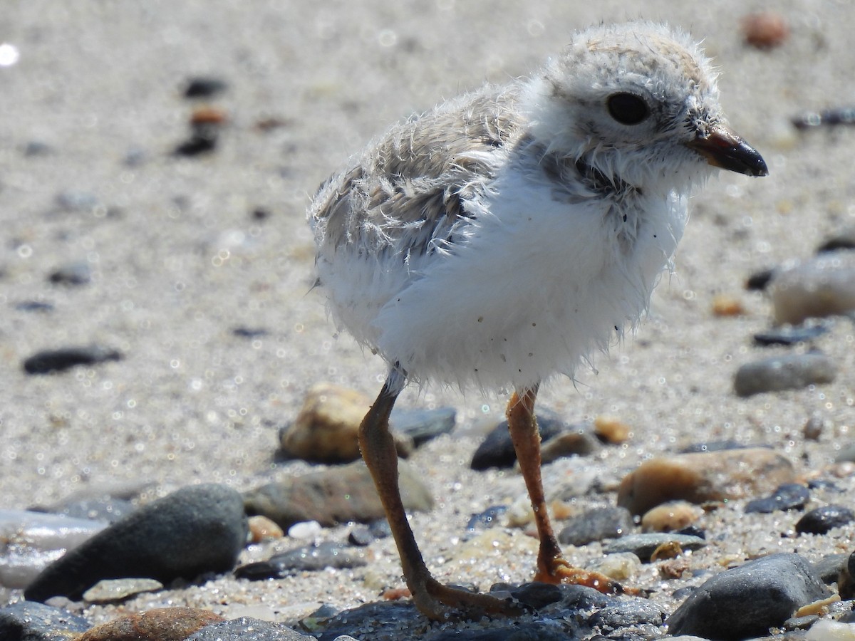 Piping Plover - ML638822037