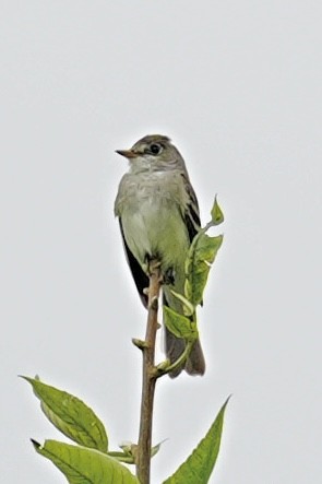 Willow Flycatcher - ML638822041