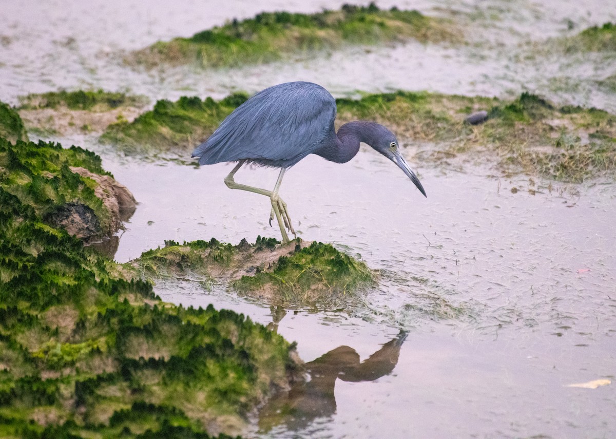 Little Blue Heron - ML638822050