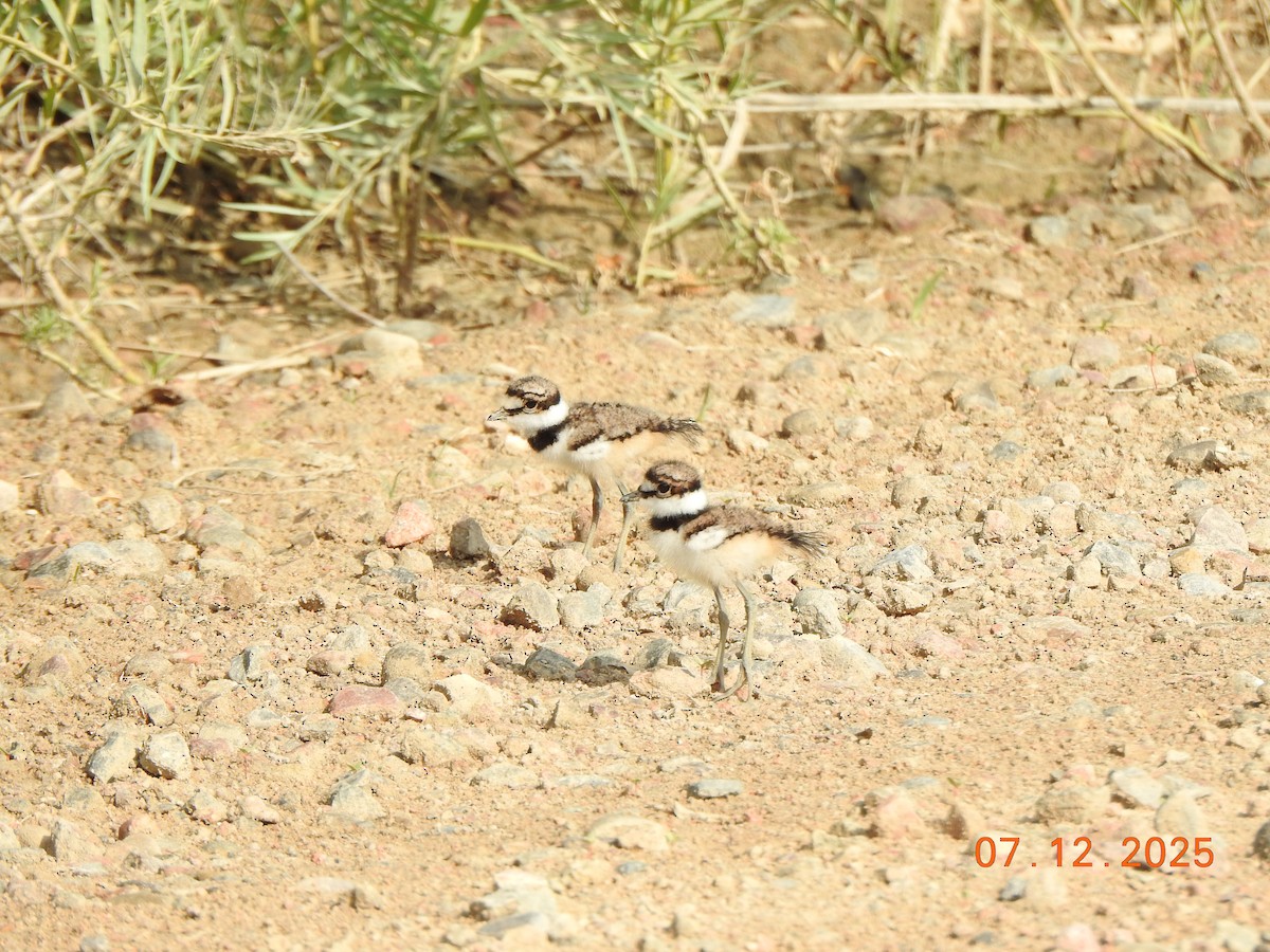 Killdeer - ML638822053
