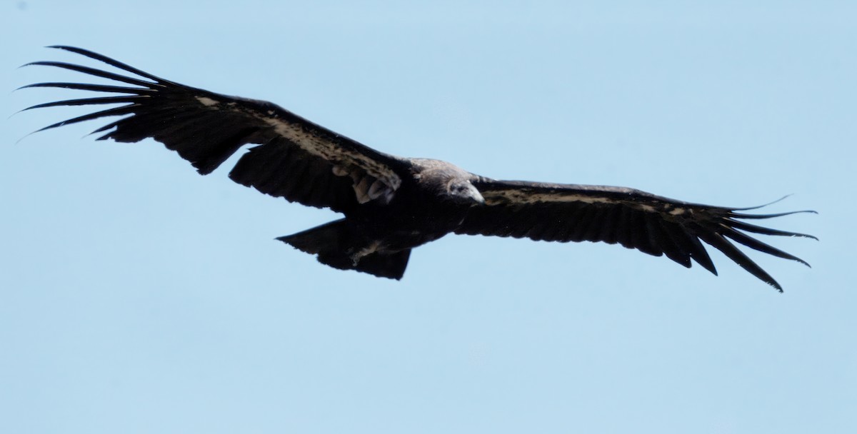 California Condor - ML638822134