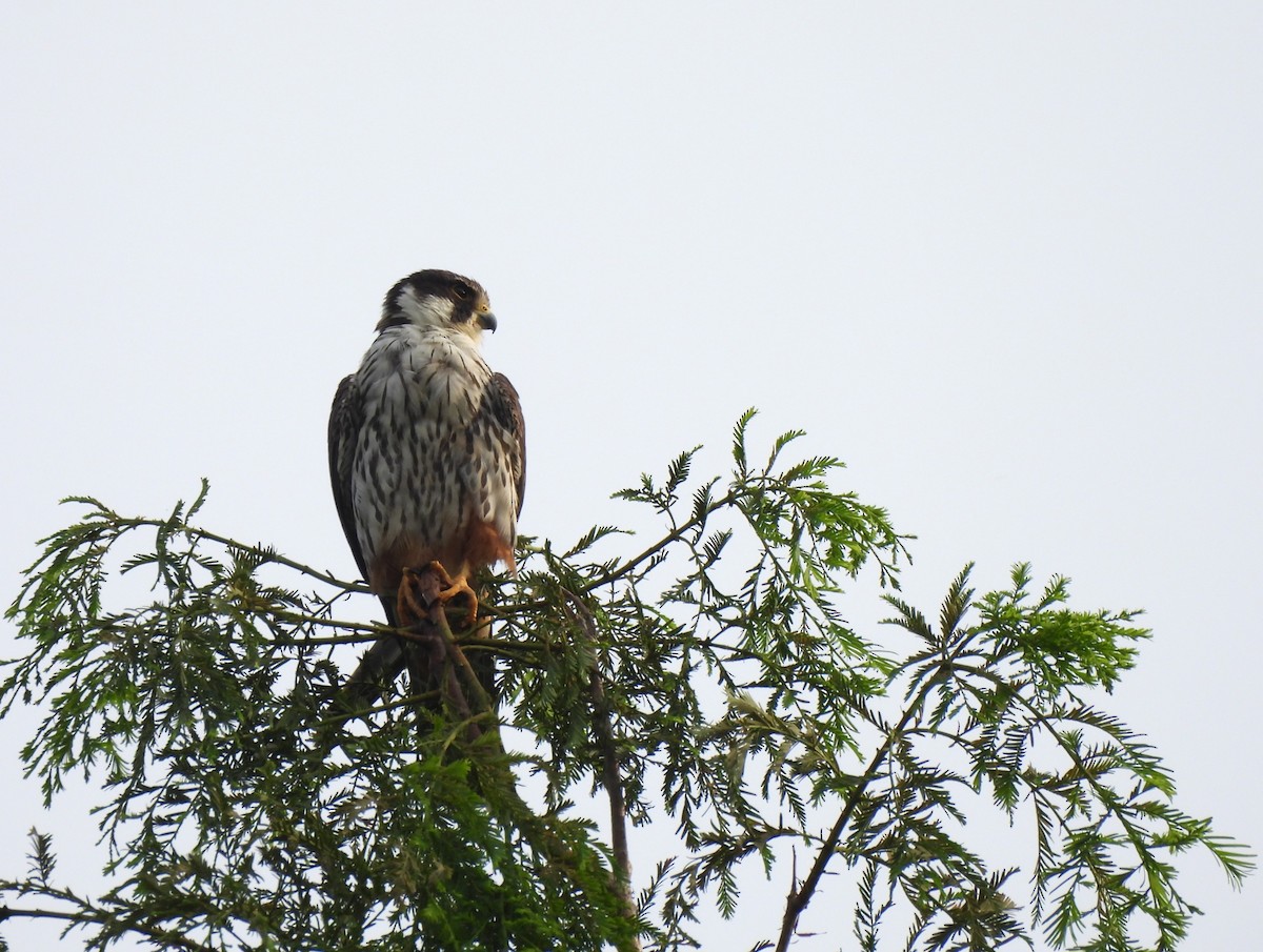 Eurasian Hobby - ML638822140