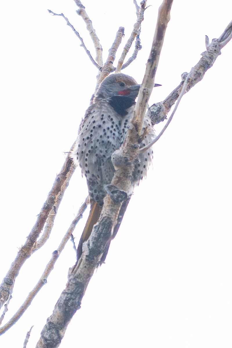 Northern Flicker - ML638822144