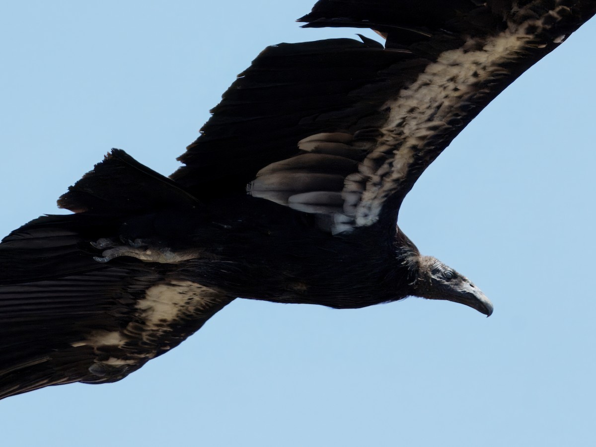 California Condor - ML638822147