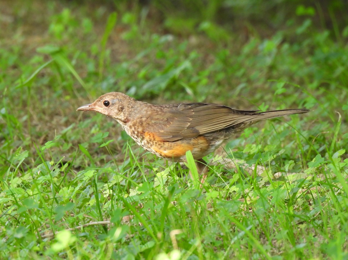 Gray-backed Thrush - ML638822149