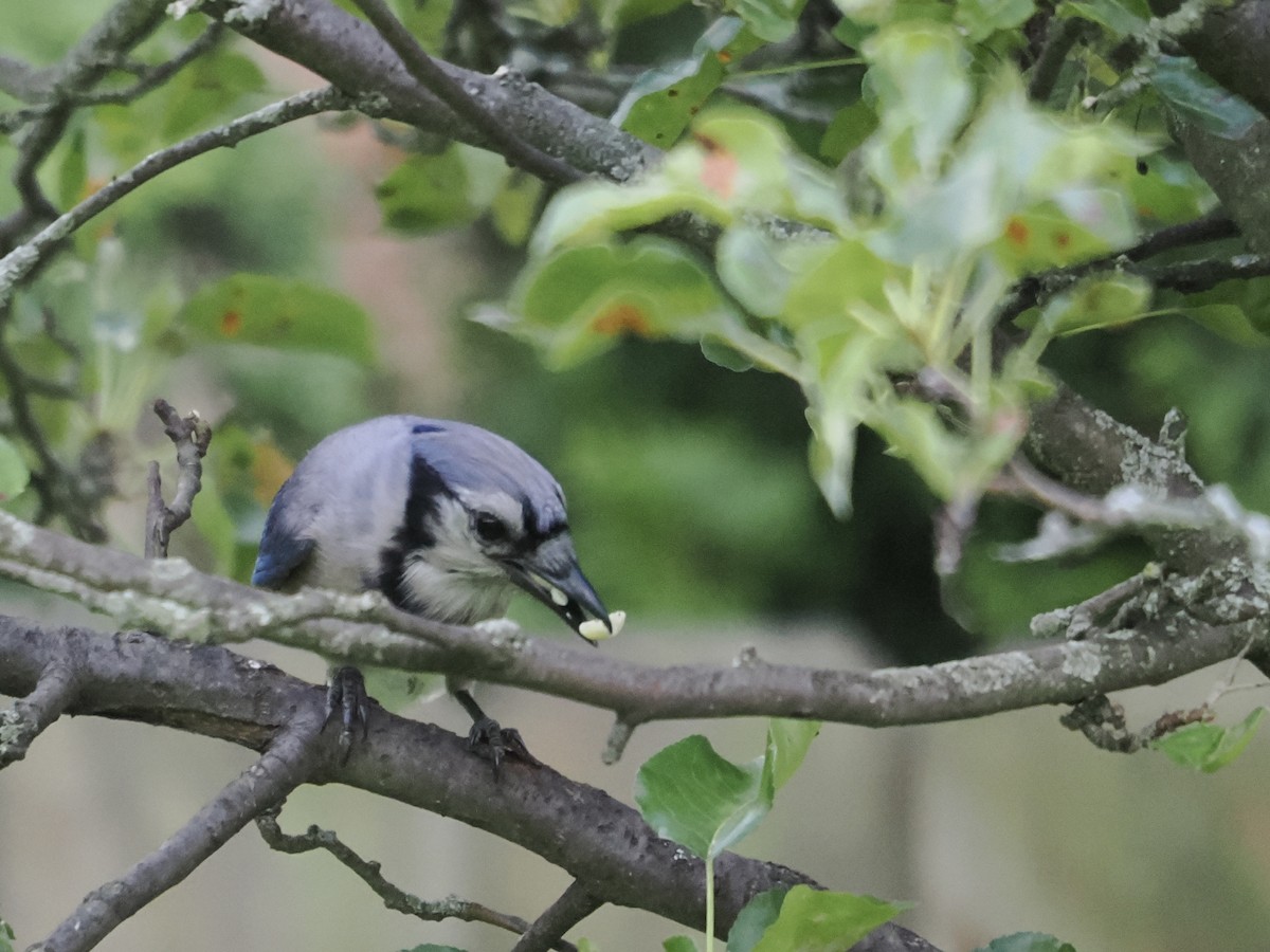 Blue Jay - ML638822150