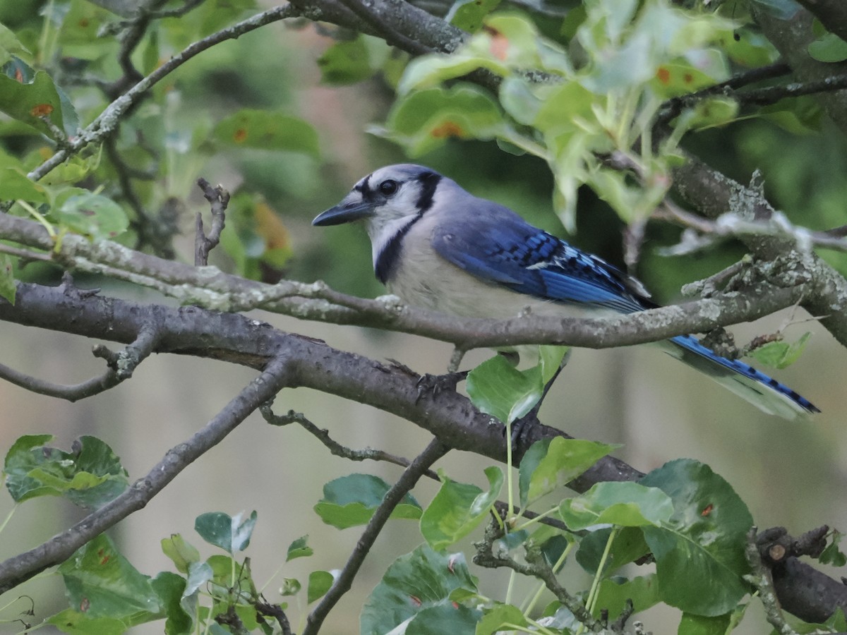 Blue Jay - ML638822151