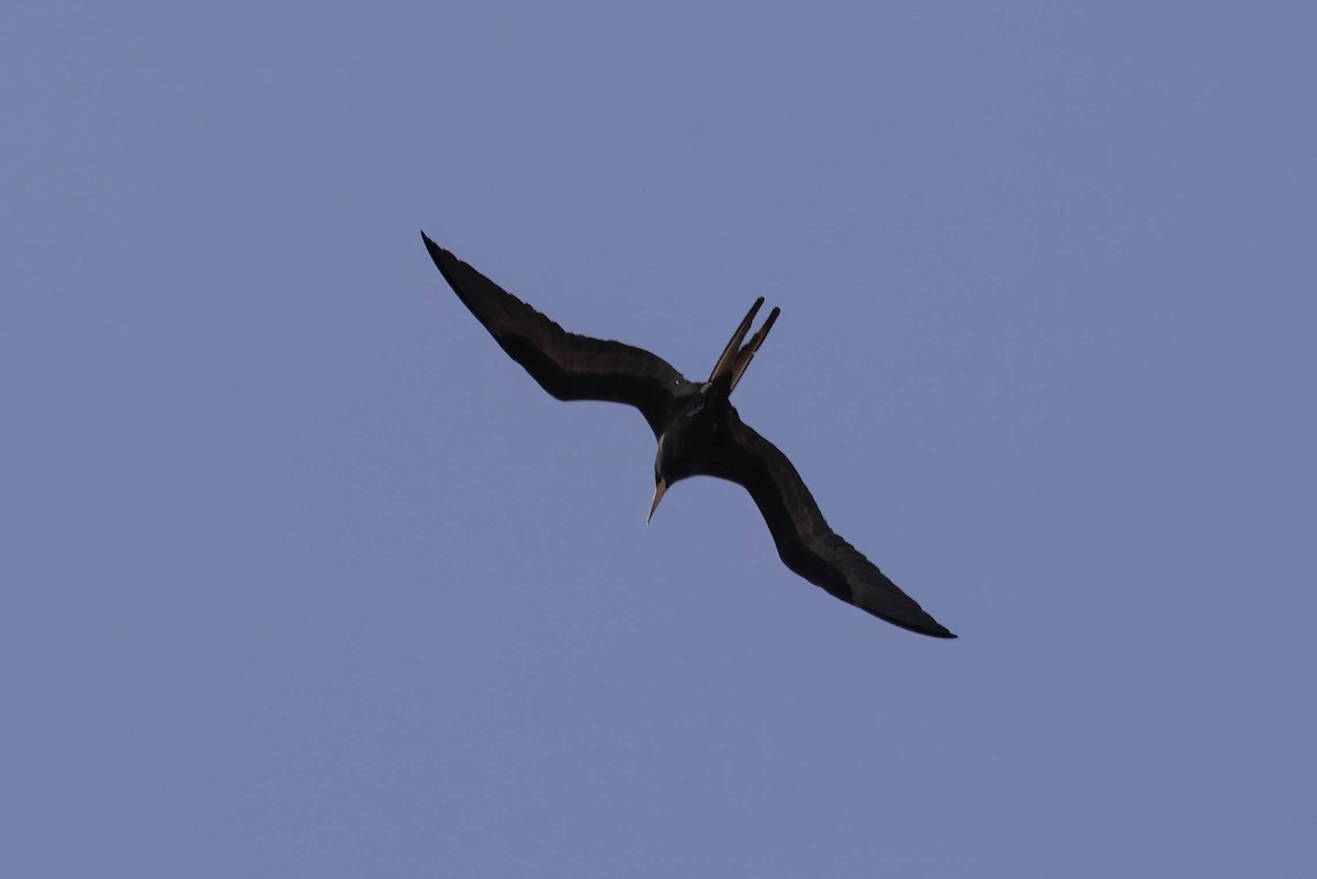 Magnificent Frigatebird - ML638822152