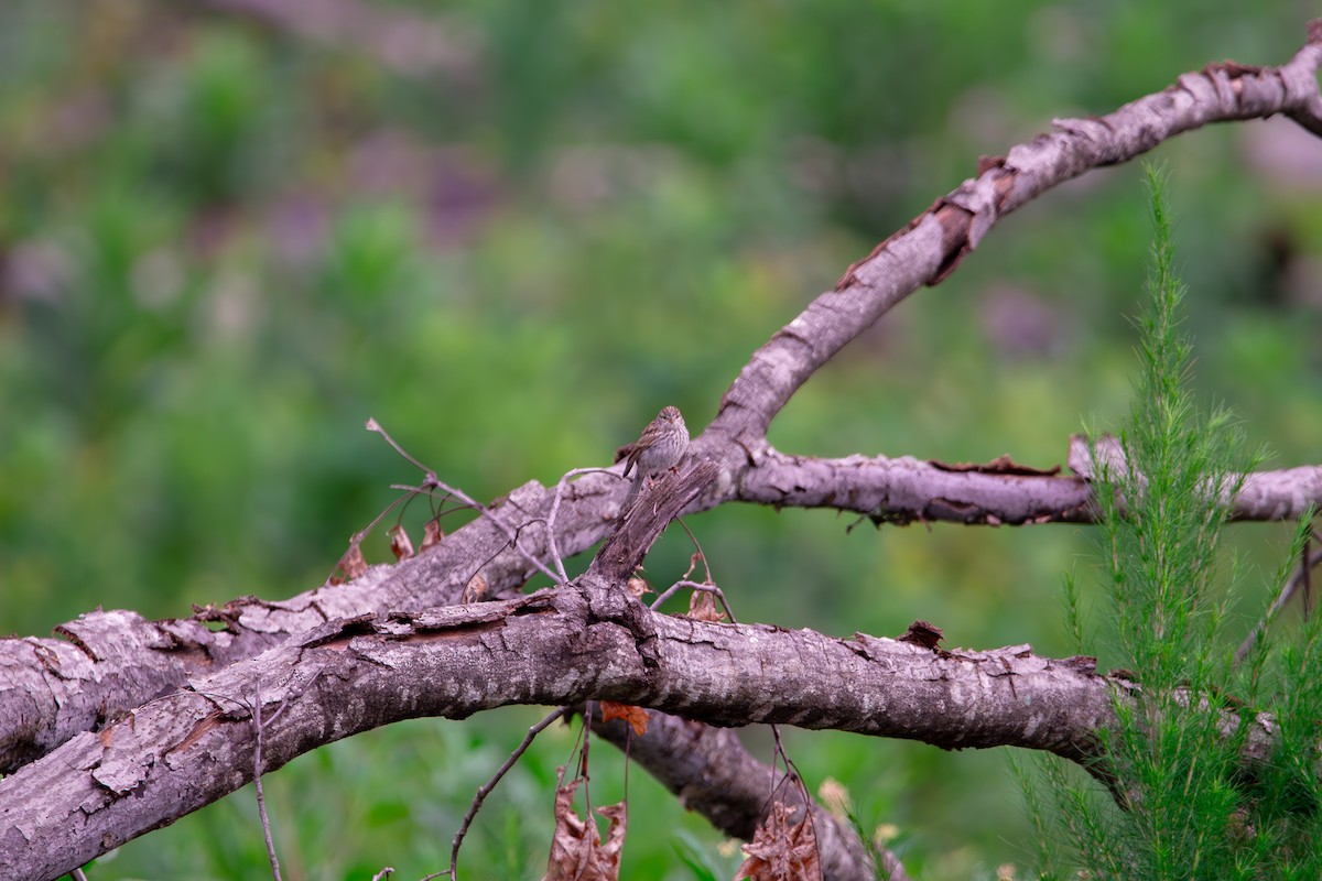 Chipping Sparrow - ML638822156