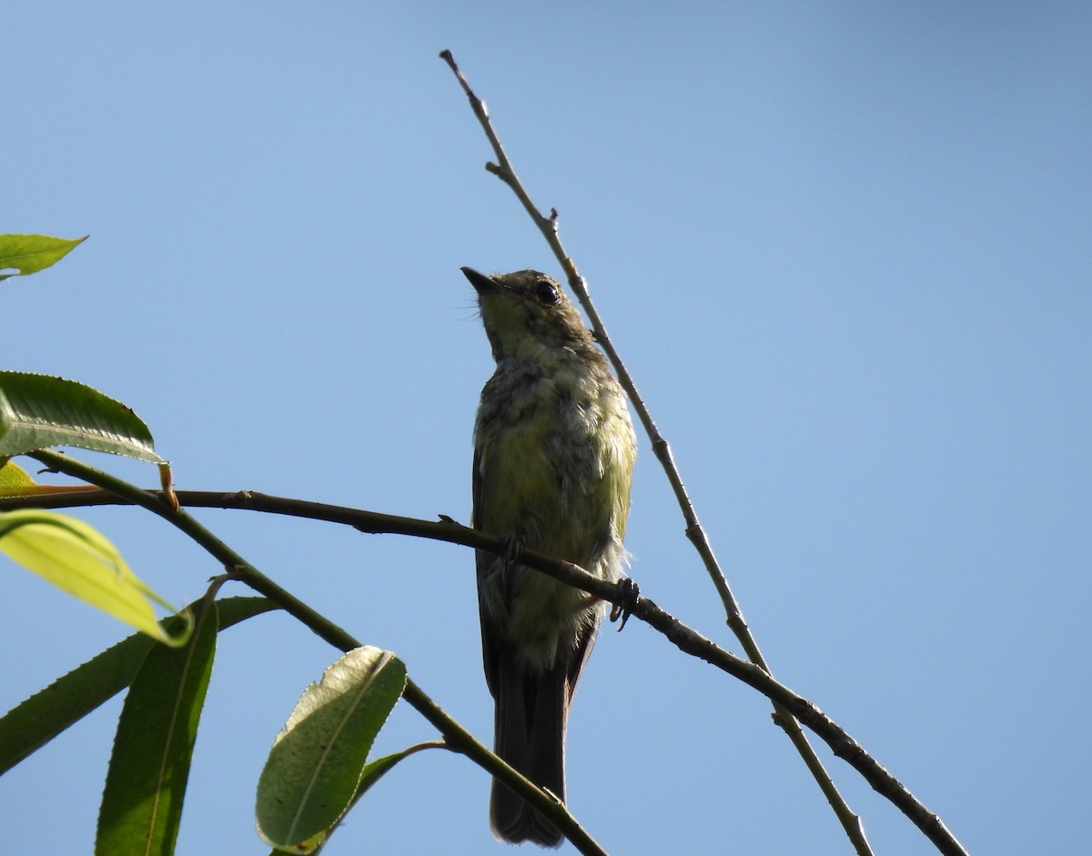 Yellow-rumped Flycatcher - ML638822157