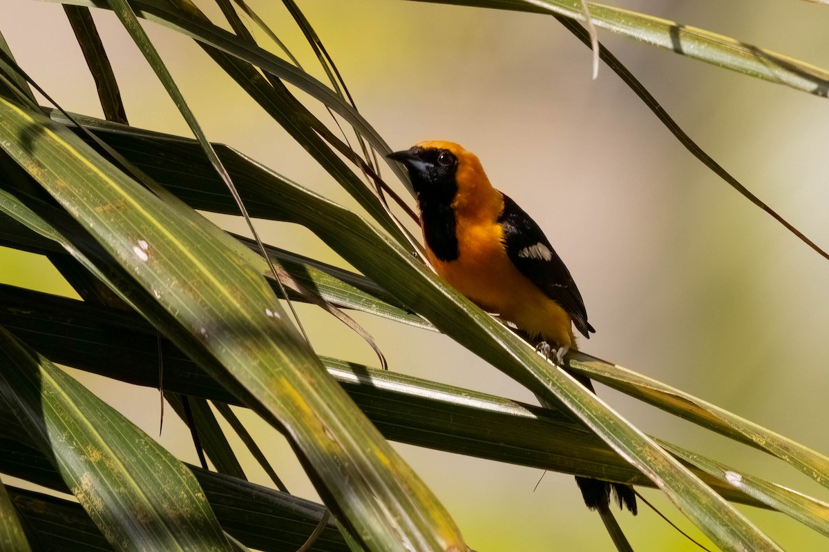 Hooded Oriole (igneus) - ML638822162