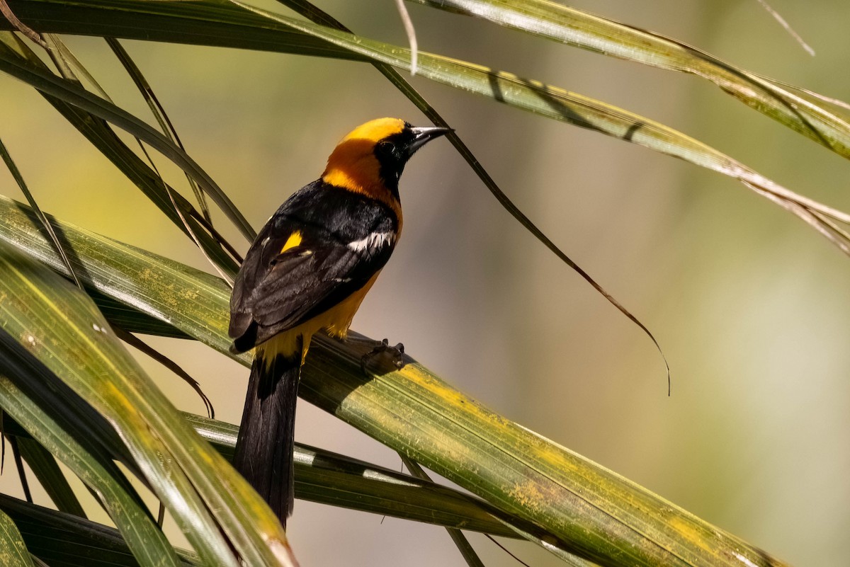 Hooded Oriole (igneus) - ML638822163