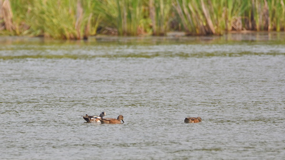 American Wigeon - ML638822165