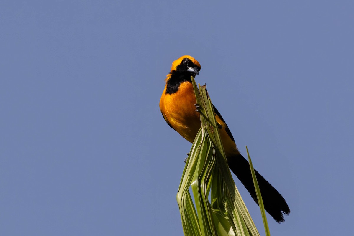 Hooded Oriole (igneus) - ML638822166