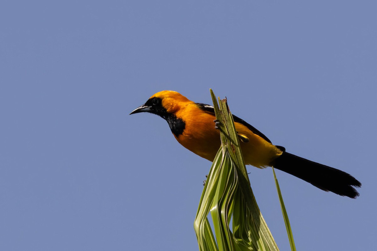 Hooded Oriole (igneus) - ML638822167