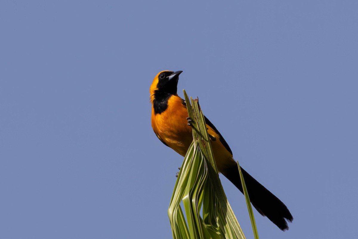 Hooded Oriole (igneus) - ML638822168