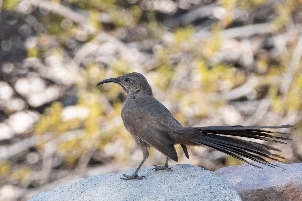 Crissal Thrasher - ML638822171