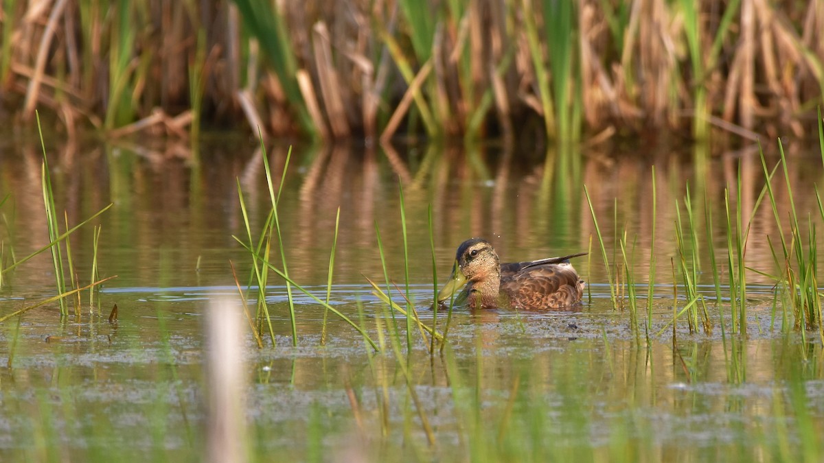 Mallard - ML638822172