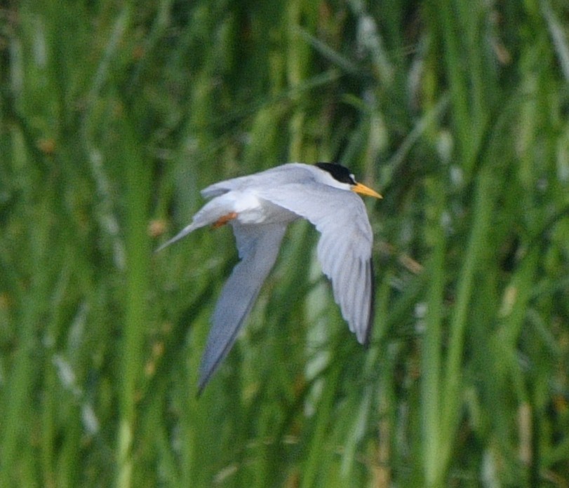Least Tern - ML638822177