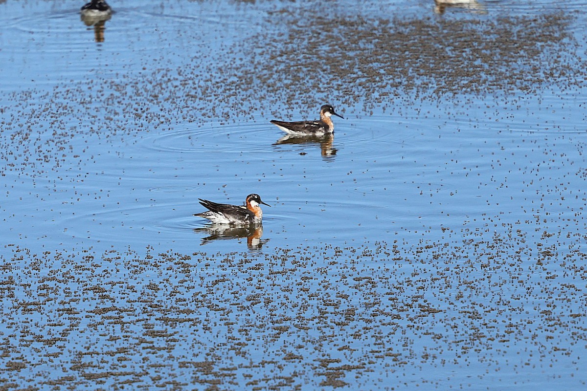 Red-necked Phalarope - ML638822178