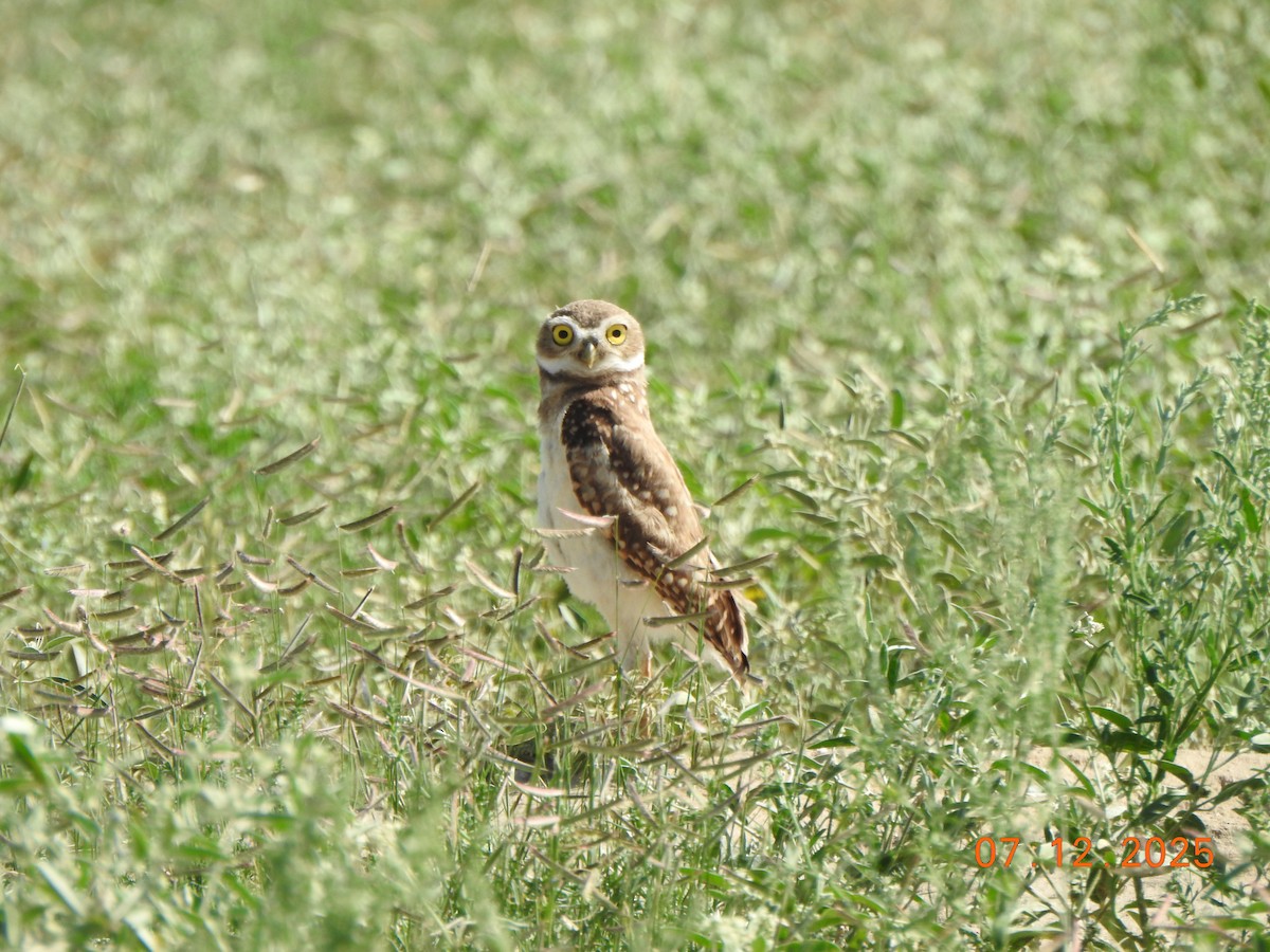 Burrowing Owl - ML638822179