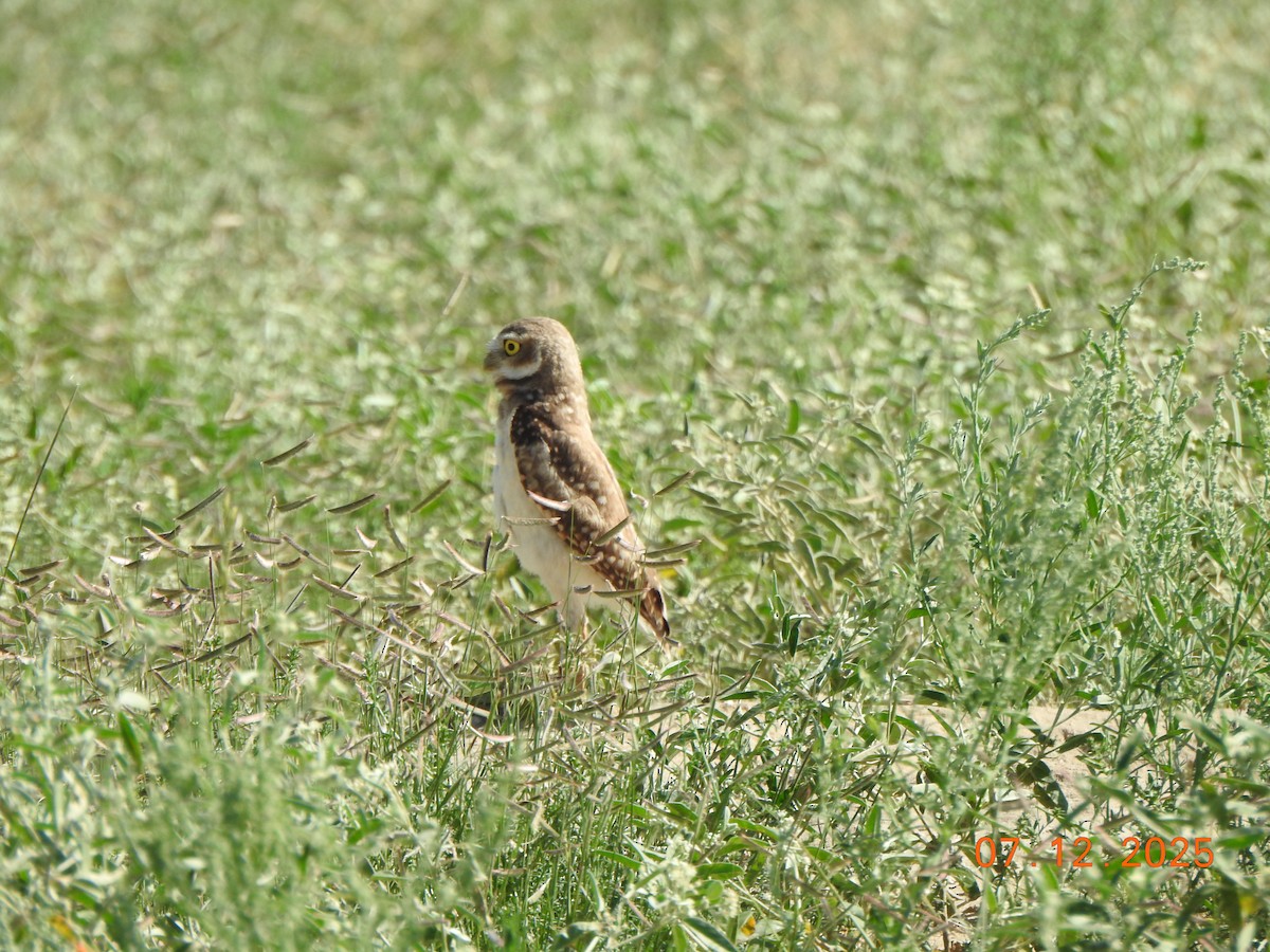 Burrowing Owl - ML638822182