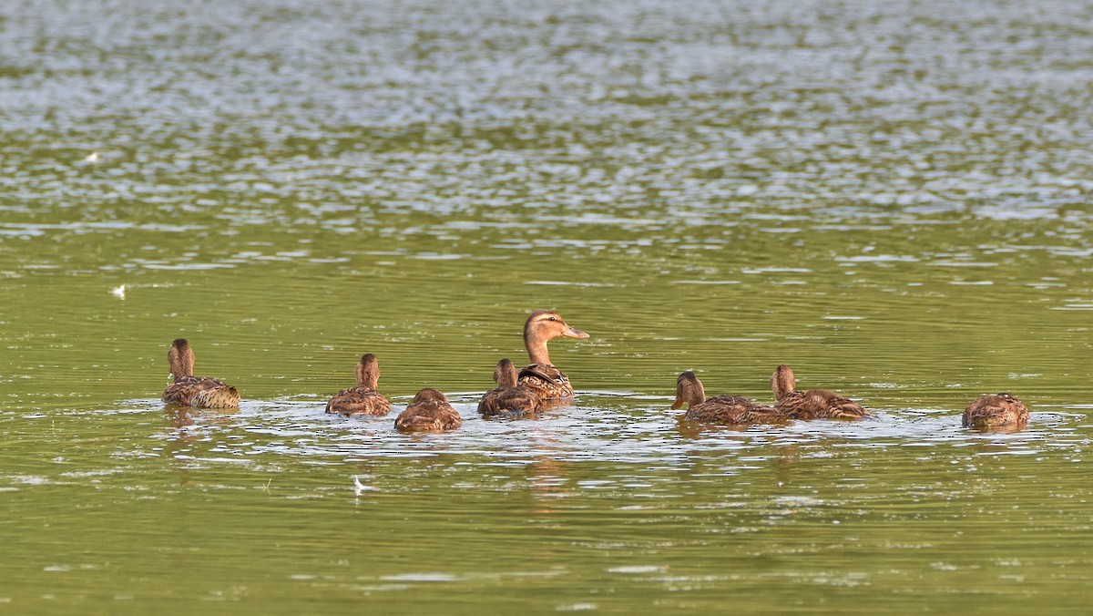 Mallard - ML638822183
