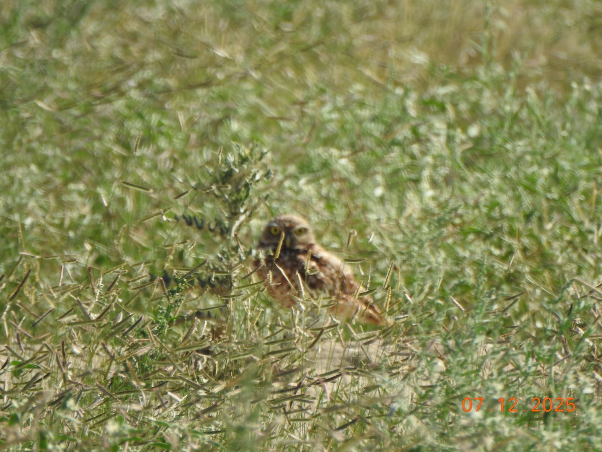 Burrowing Owl - ML638822185