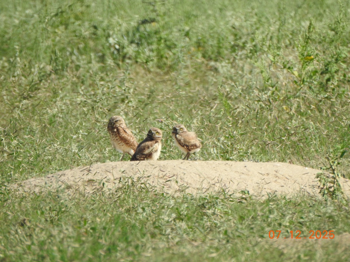 Burrowing Owl - ML638822189