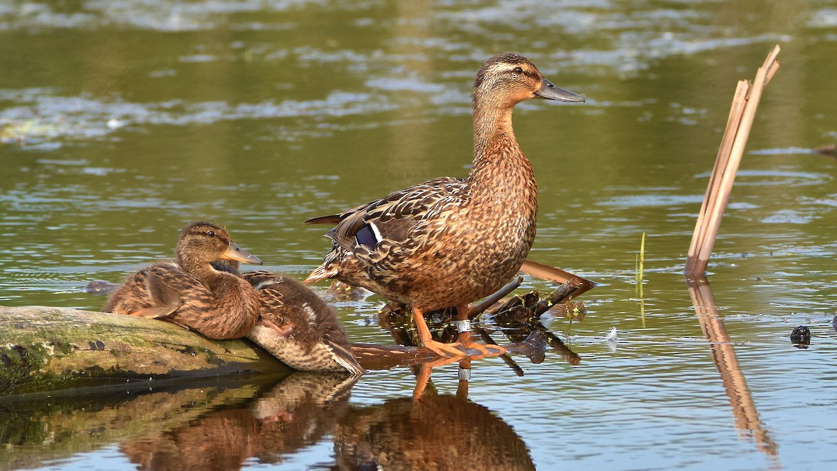 Mallard - ML638822194
