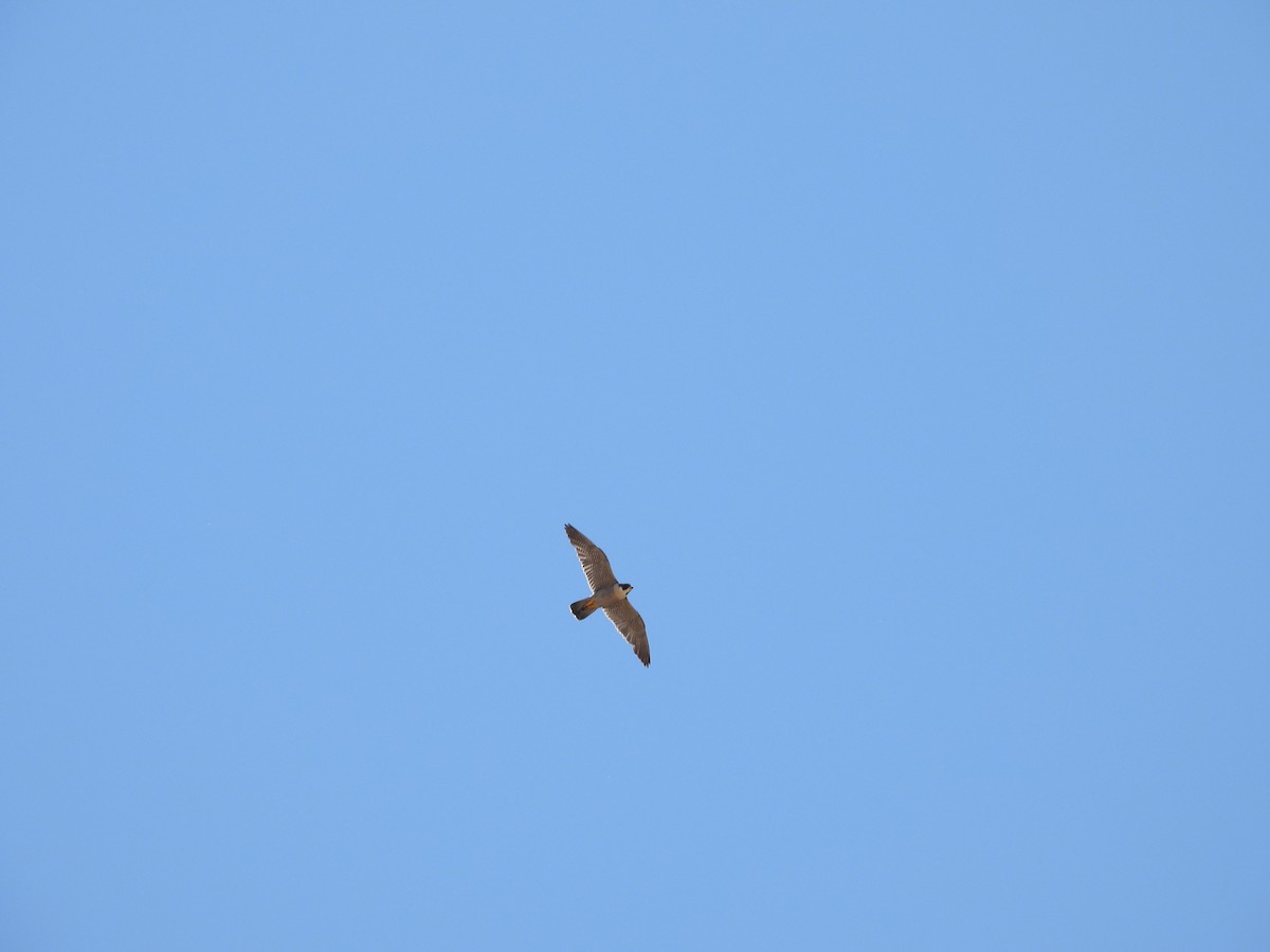 Peregrine Falcon - ML638822198
