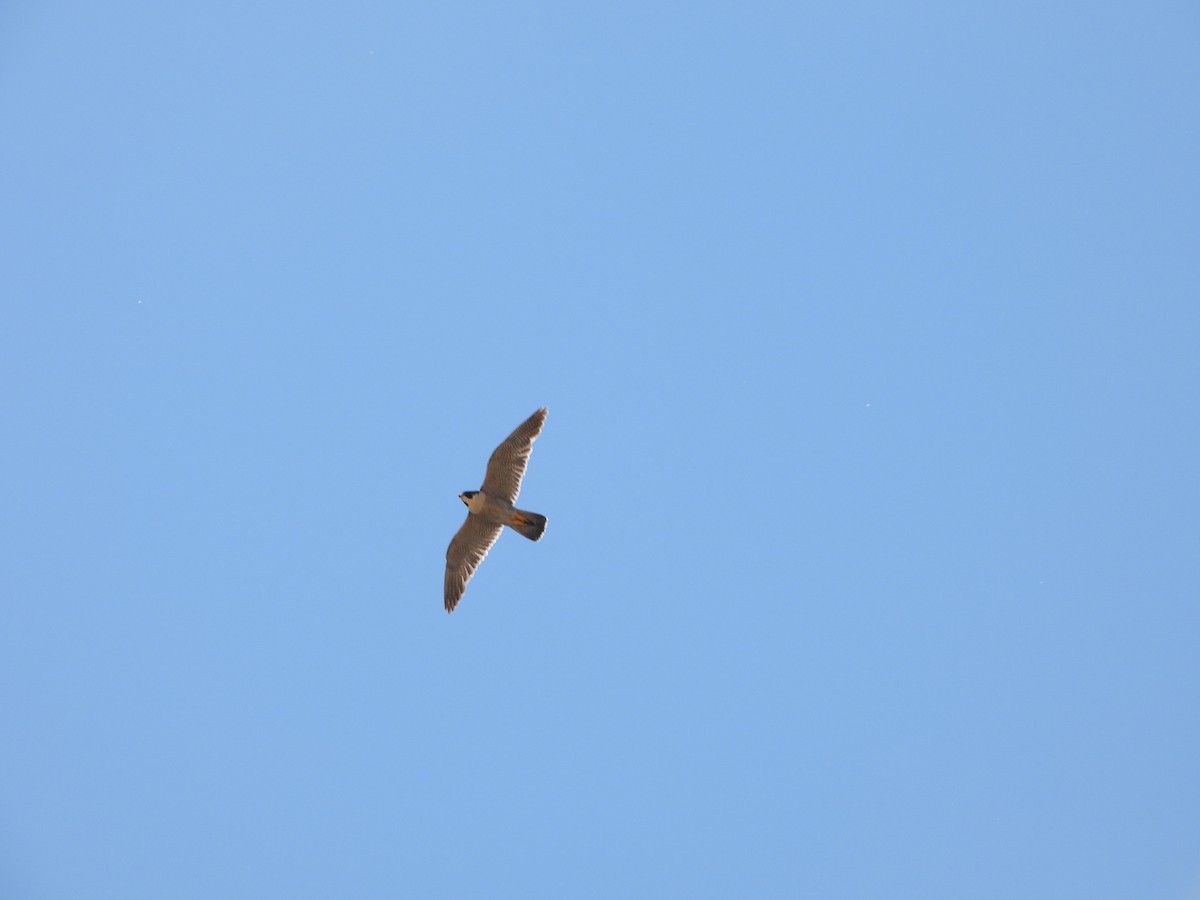 Peregrine Falcon - ML638822200