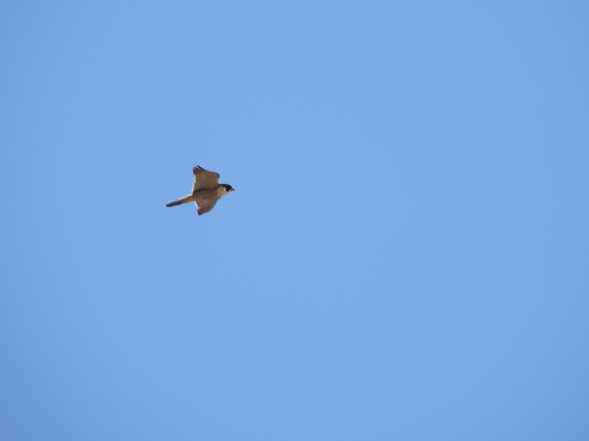 Peregrine Falcon - ML638822201