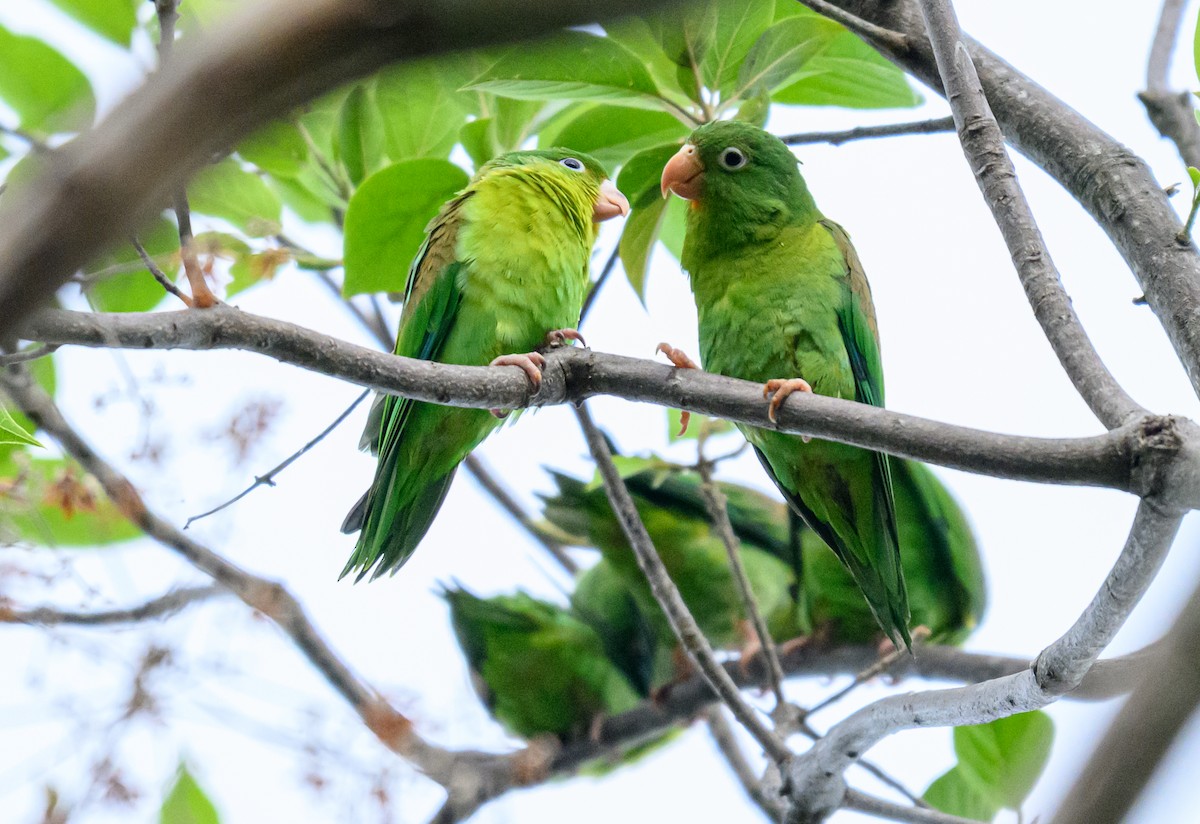 Orange-chinned Parakeet - ML638822202