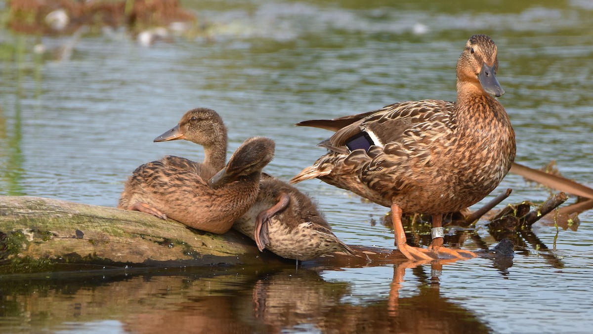 Mallard - ML638822203