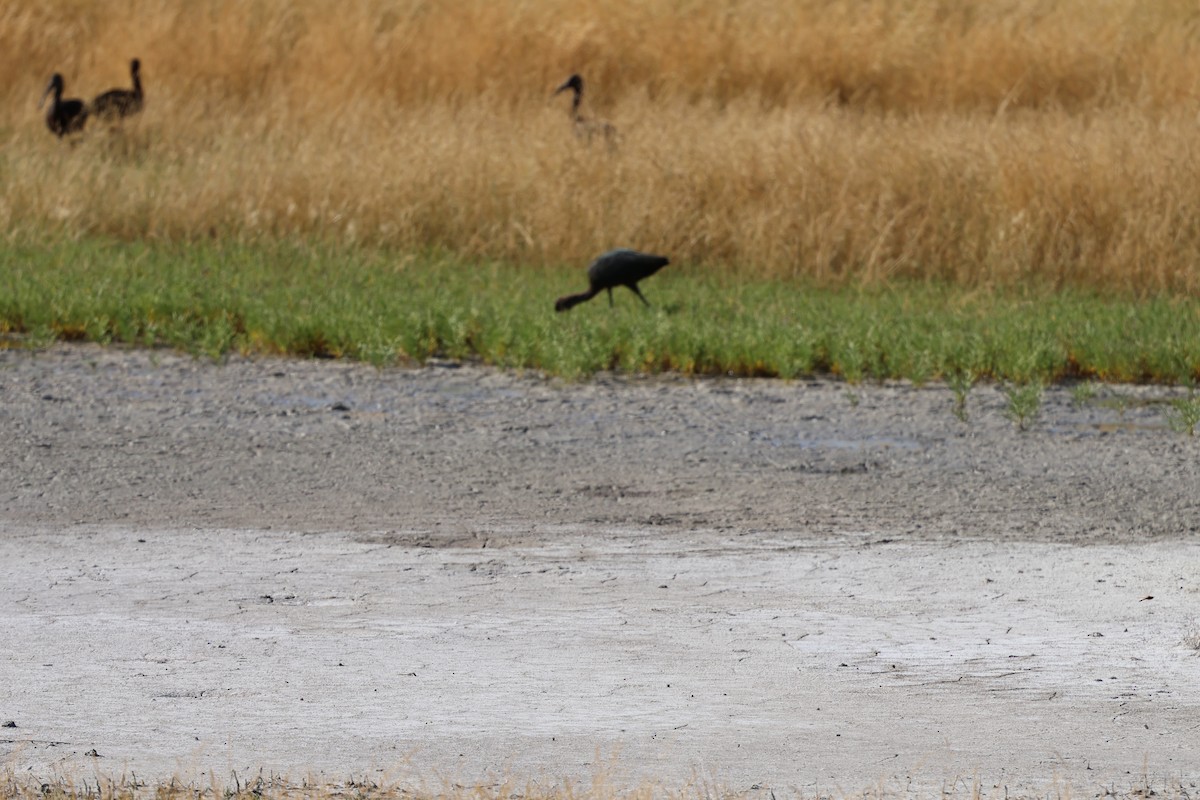White-faced Ibis - ML638822229