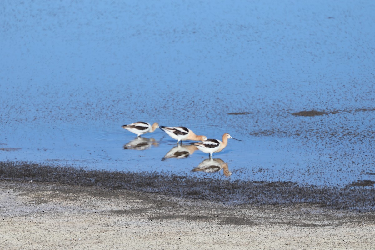 American Avocet - ML638822233
