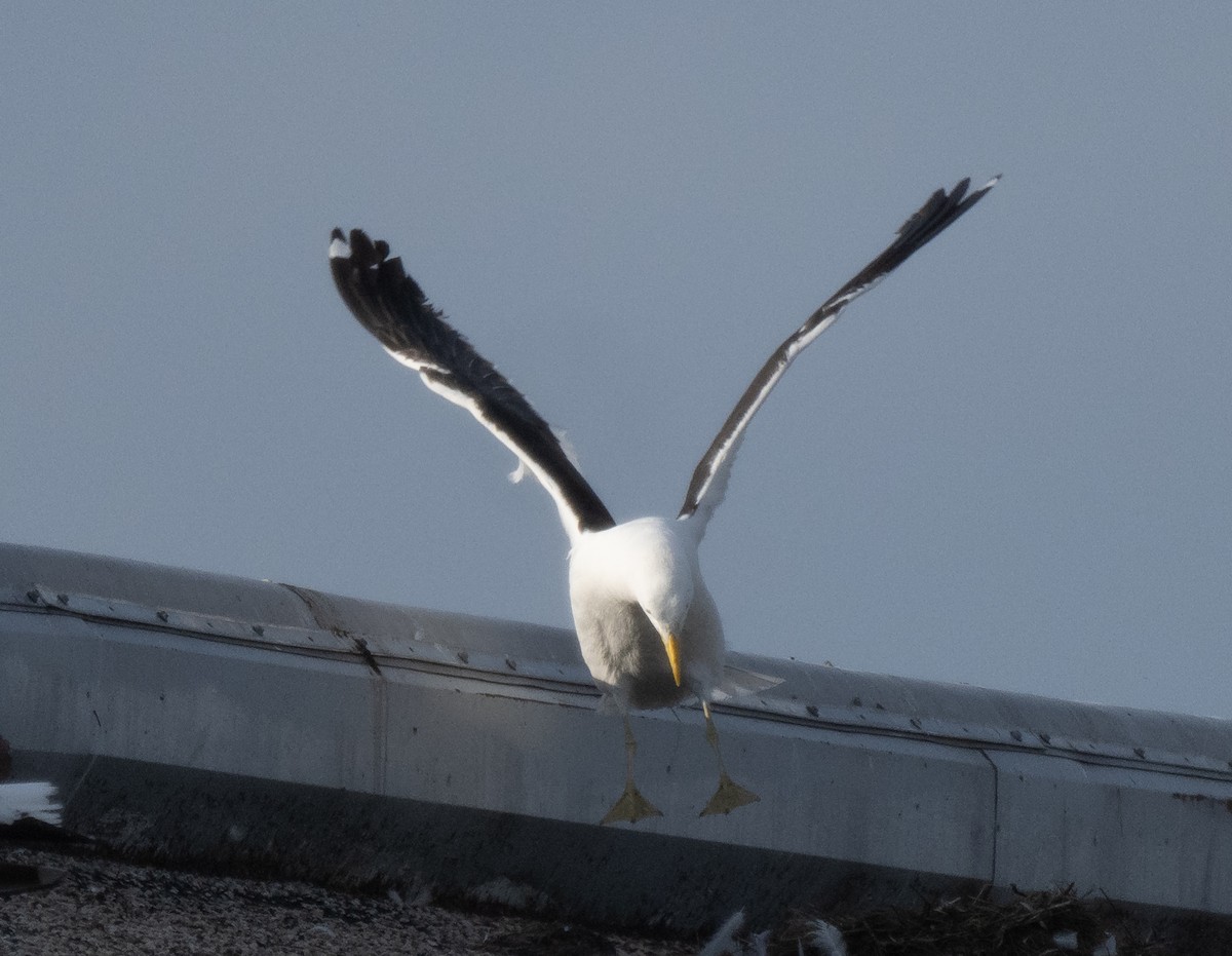 racek jižní - ML638822238