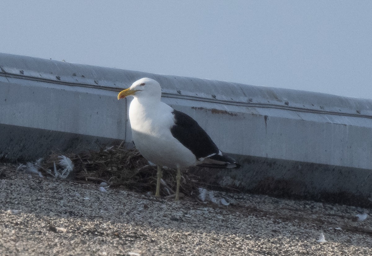 racek jižní - ML638822239