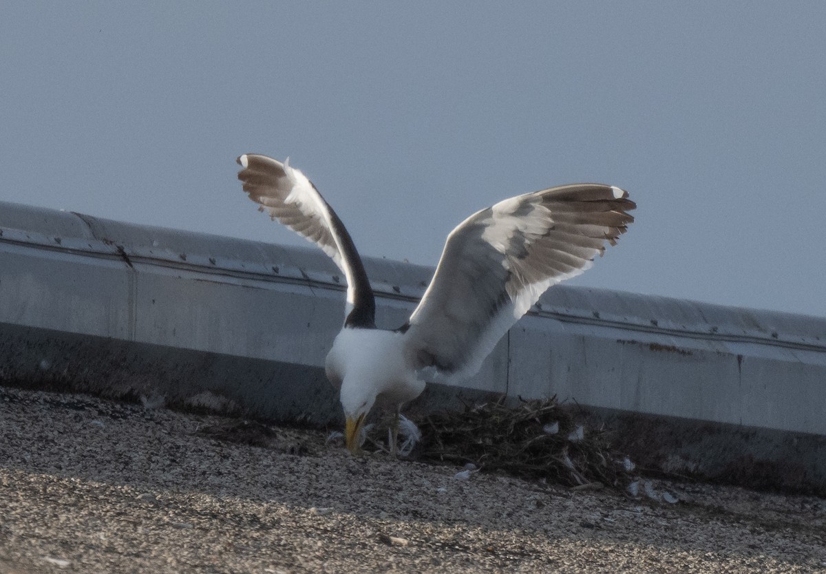 racek jižní - ML638822240