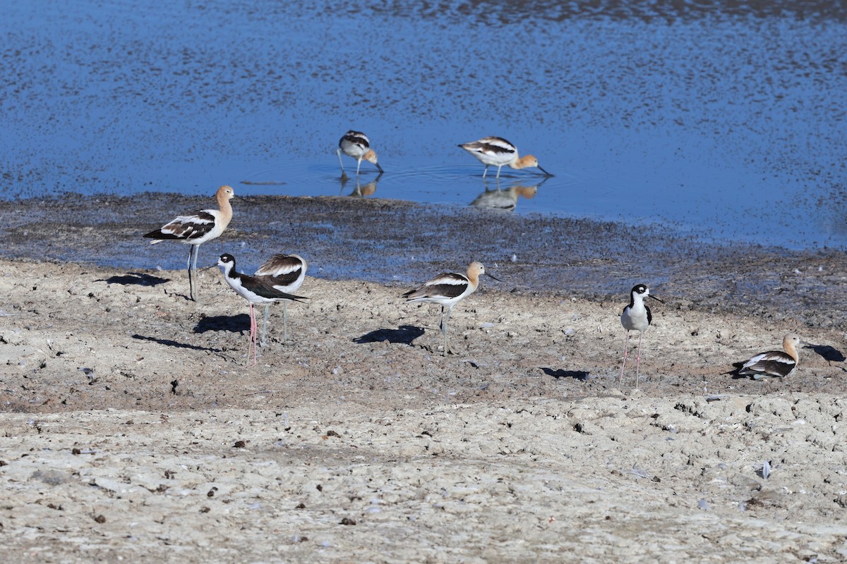 Black-necked Stilt - ML638822243