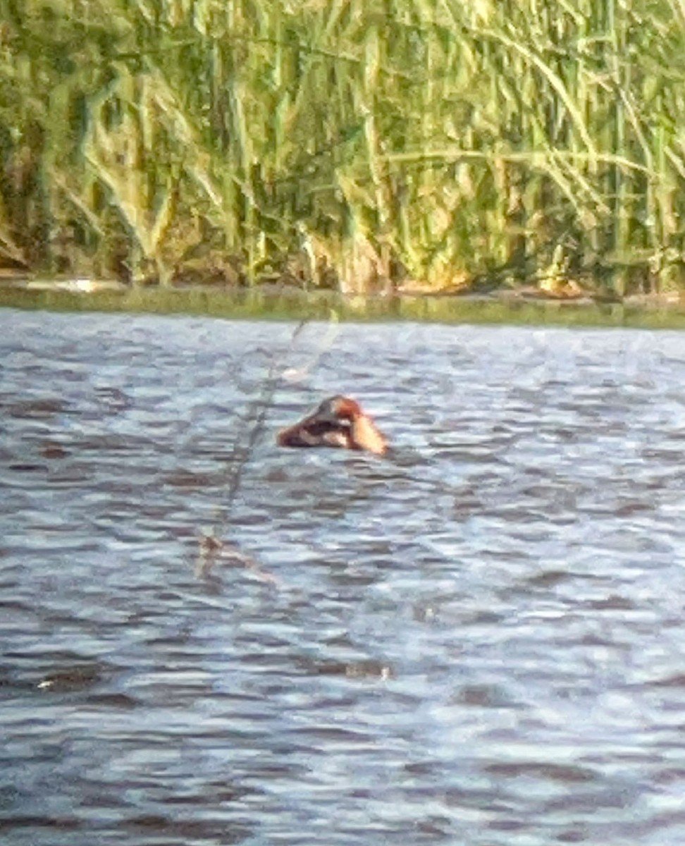 Red-necked Grebe - ML638822249