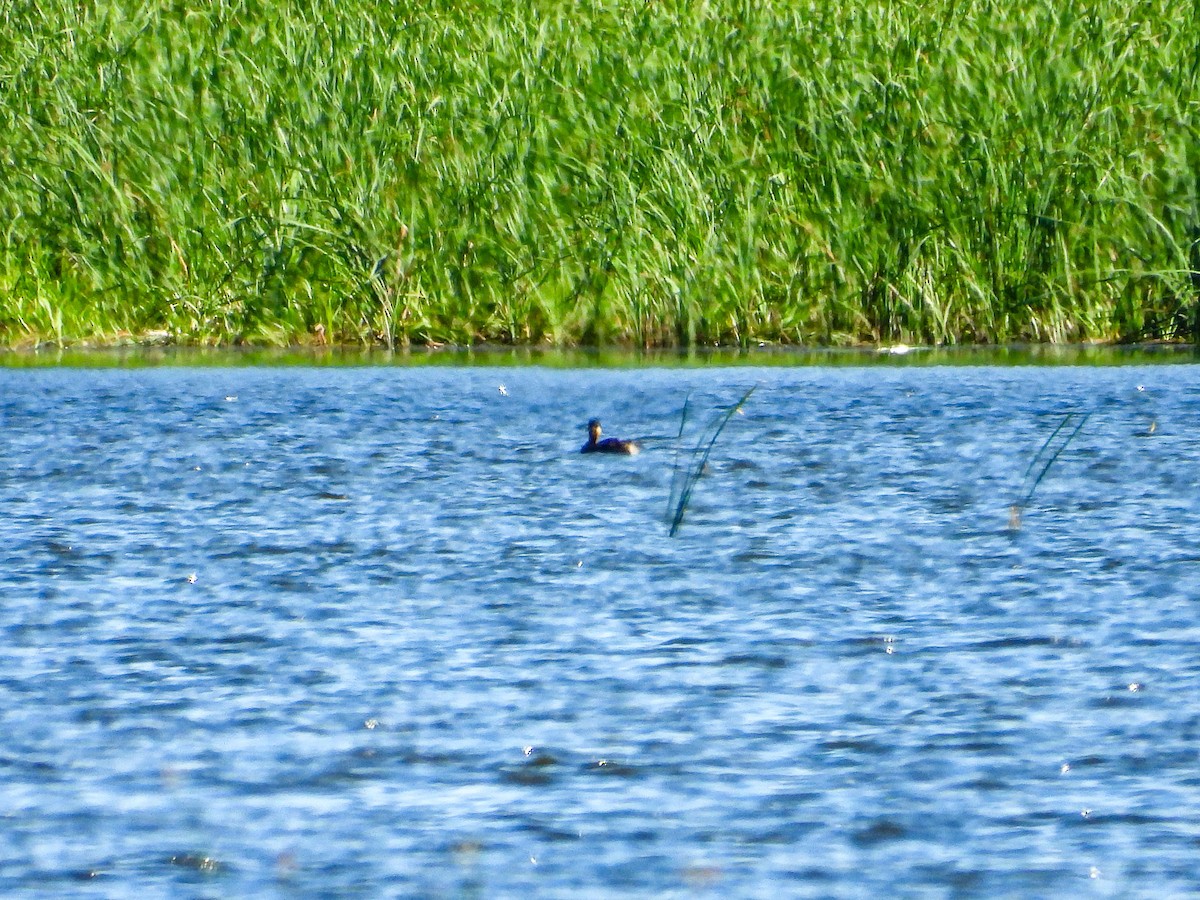 Red-necked Grebe - ML638822250