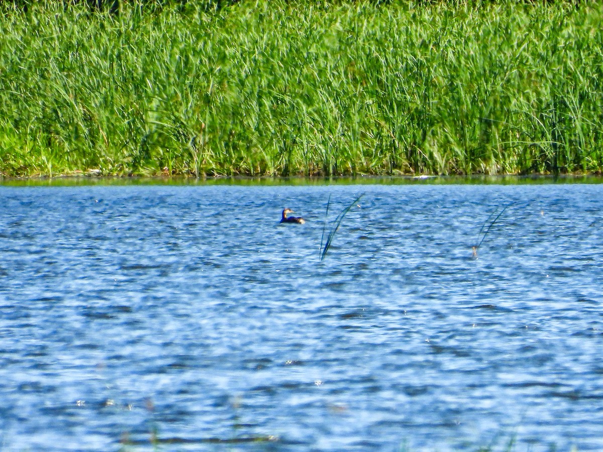 Red-necked Grebe - ML638822251