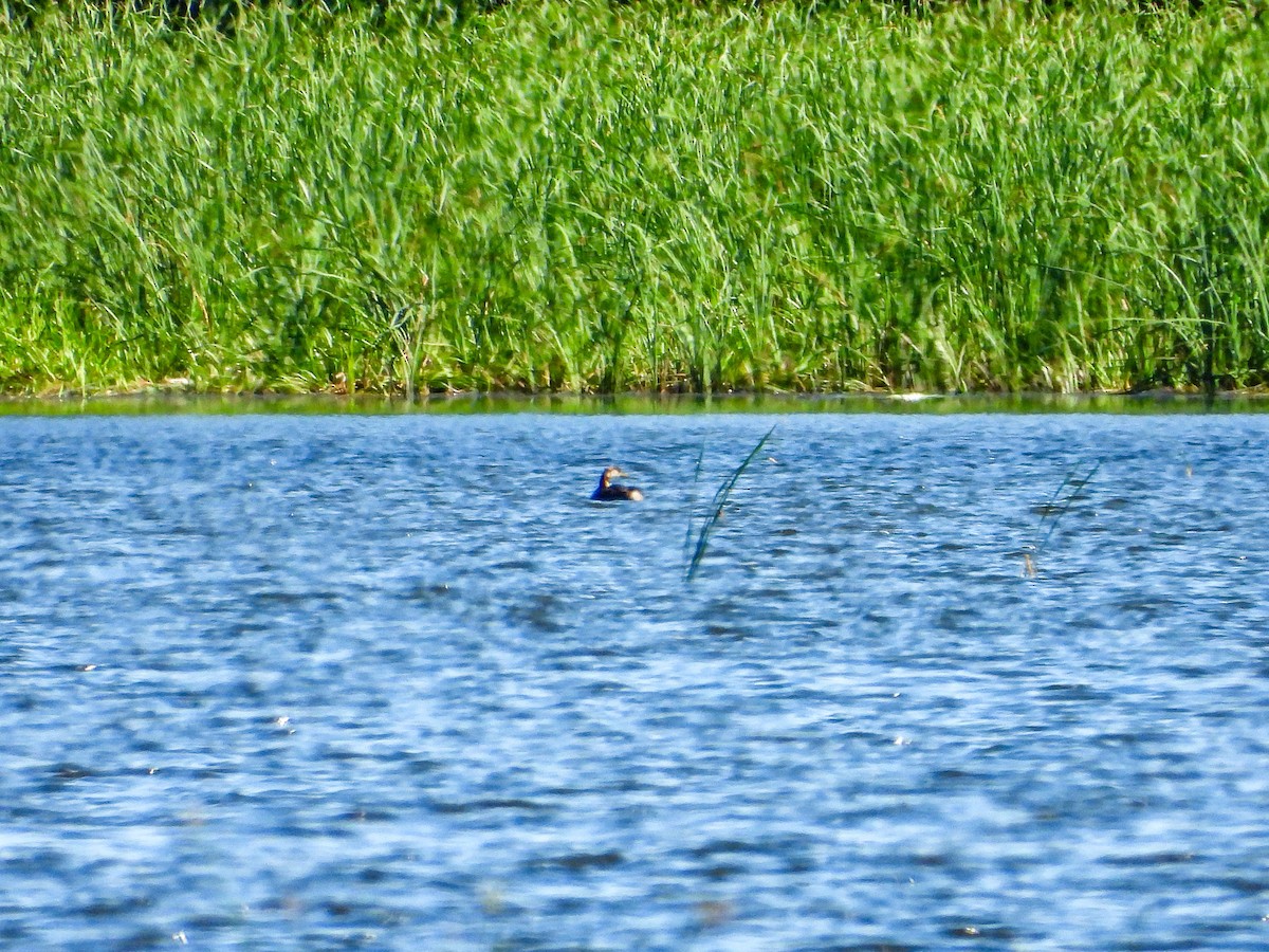 Red-necked Grebe - ML638822252