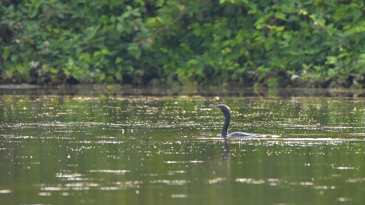 Cormoran à aigrettes - ML638822277