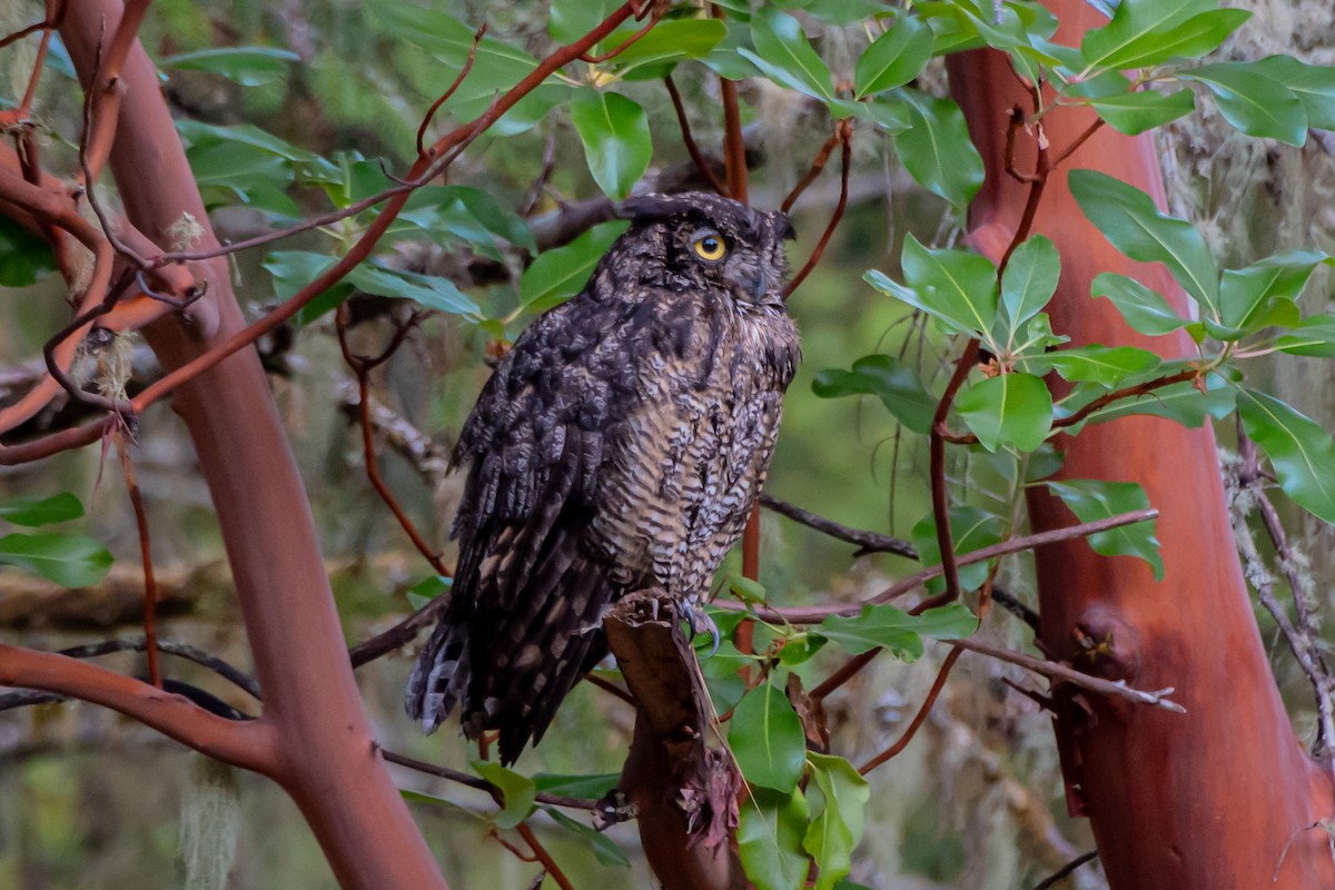 Great Horned Owl - ML638822313