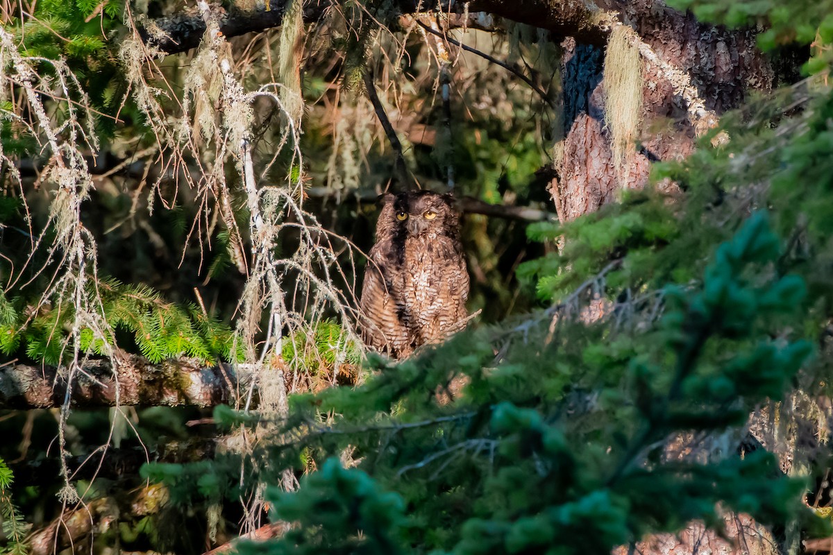 Great Horned Owl - ML638822314