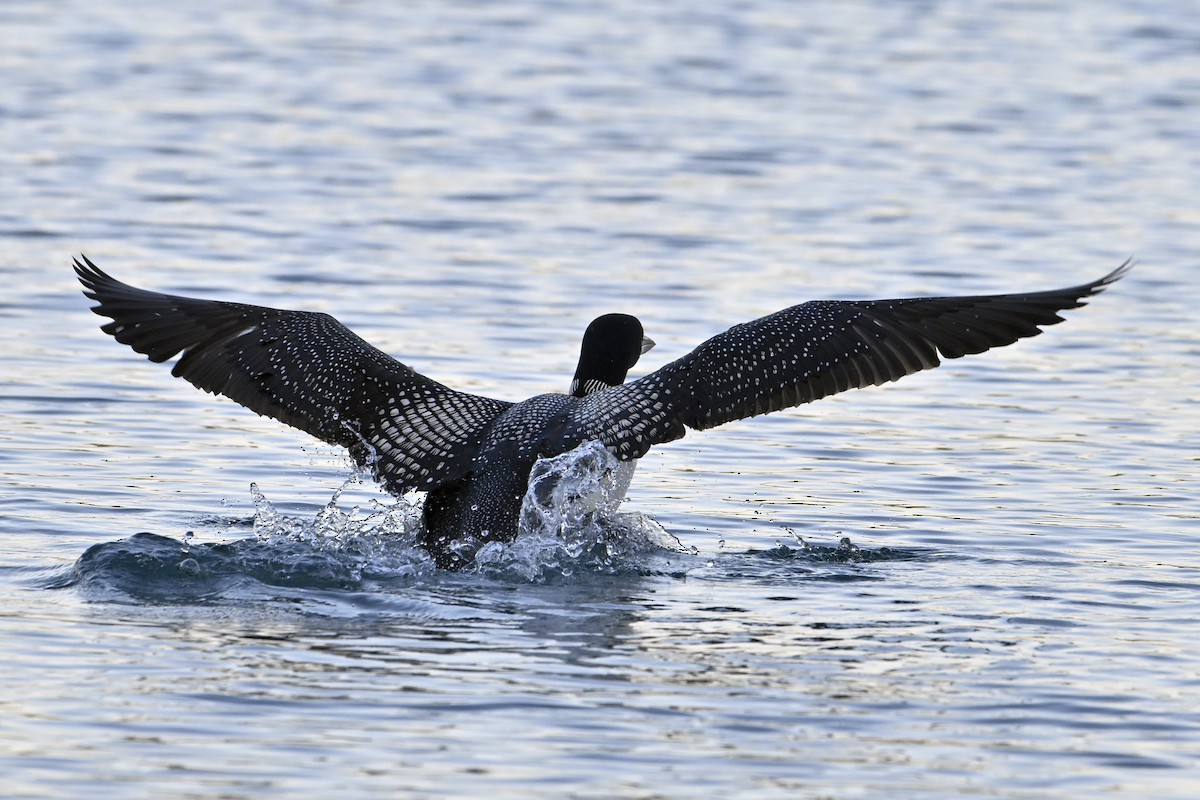 Common Loon - ML638822323
